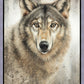 Untamed Eyes