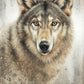 Untamed Eyes