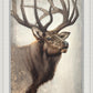 Nature's Allure