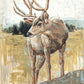 Colors of The Wild