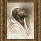 Beloved Son