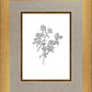 Peach Tree Flowers