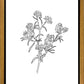 Peach Tree Flowers