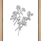Peach Tree Flowers