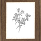 Peach Tree Flowers
