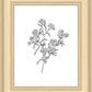 Peach Tree Flowers