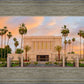 Mesa Palm Trees
