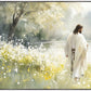 Life Anew