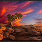Moab Morning