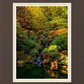 Secluded Pond