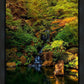 Secluded Pond