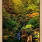 Secluded Pond