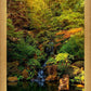 Secluded Pond