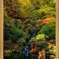 Secluded Pond