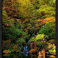 Secluded Pond