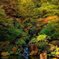 Secluded Pond