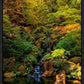 Secluded Pond