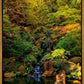 Secluded Pond