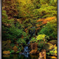 Secluded Pond