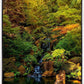 Secluded Pond