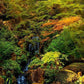 Secluded Pond