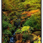 Secluded Pond