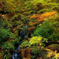 Secluded Pond