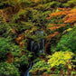 Secluded Pond