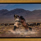 Desert Duel
