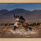 Desert Duel