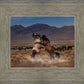 Desert Duel