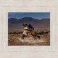 Desert Duel