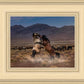 Desert Duel