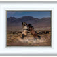 Desert Duel