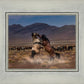 Desert Duel