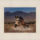 Desert Duel