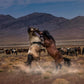 Desert Duel