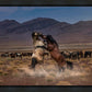 Desert Duel