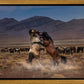 Desert Duel