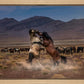 Desert Duel