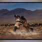 Desert Duel