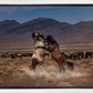 Desert Duel