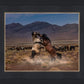 Desert Duel
