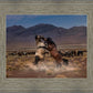 Desert Duel