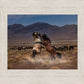 Desert Duel