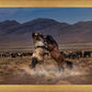 Desert Duel