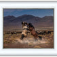 Desert Duel