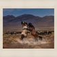 Desert Duel