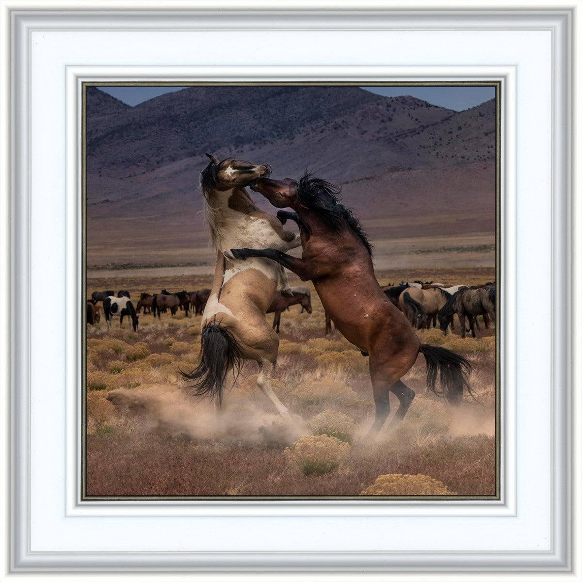 Desert Duel