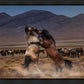 Desert Duel